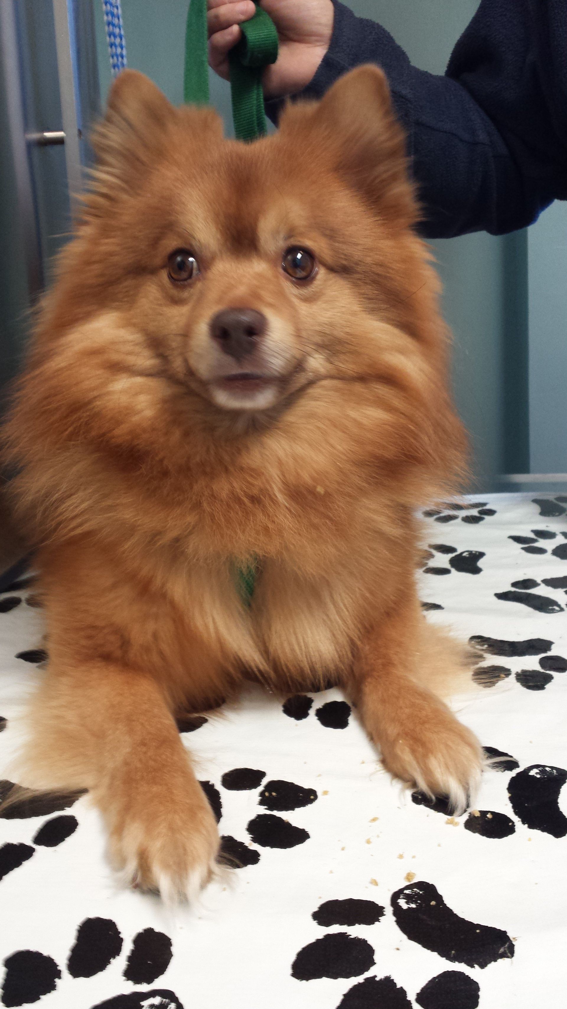 Veterinary Clinic Dog Boothbay & Damariscotta, ME