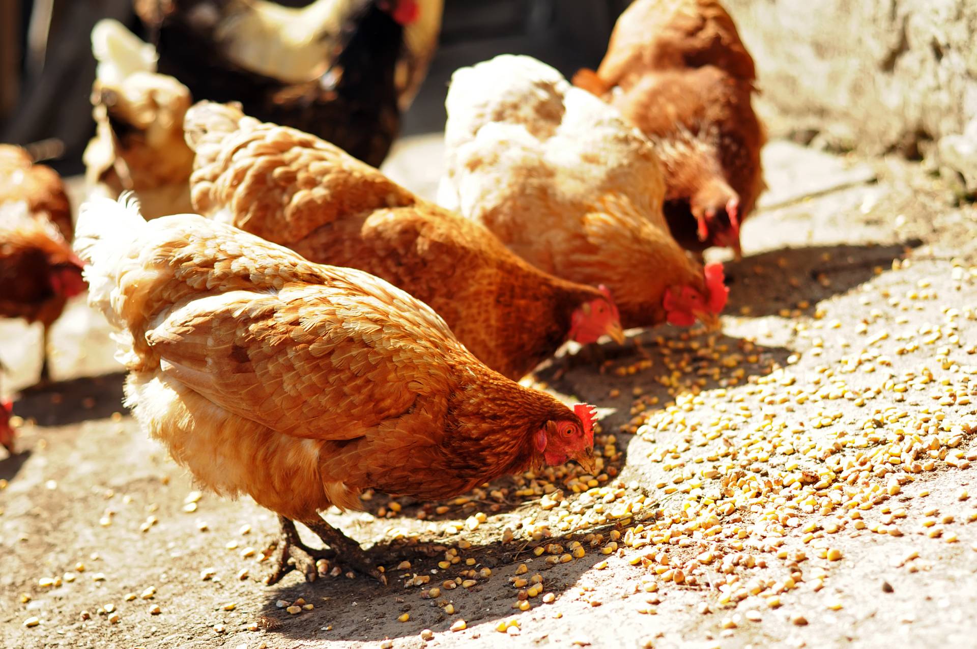 galline allevate a terra