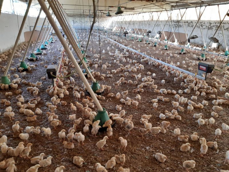 galline