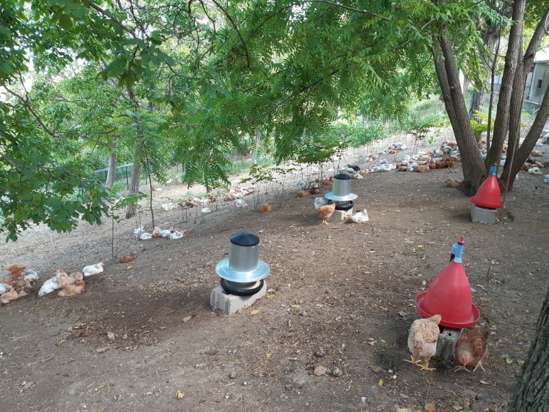 azienda avicola