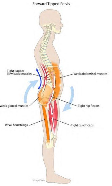 A diagram of a person 's muscles and skeleton.