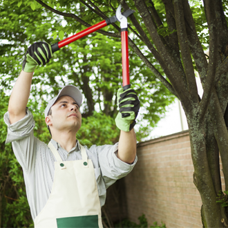 Tree Pruning, Trees in Iowa City, Iowa Tree Pruning, Trees in Iowa City, Iowa