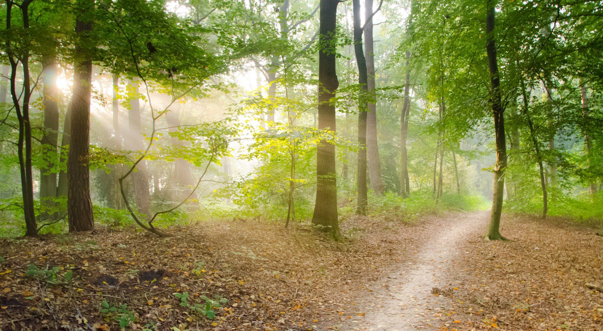 Muskoka Psychotherapy services