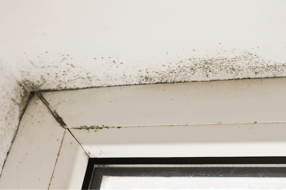 Mold along a window pane. Restoration 1 of Morris County.