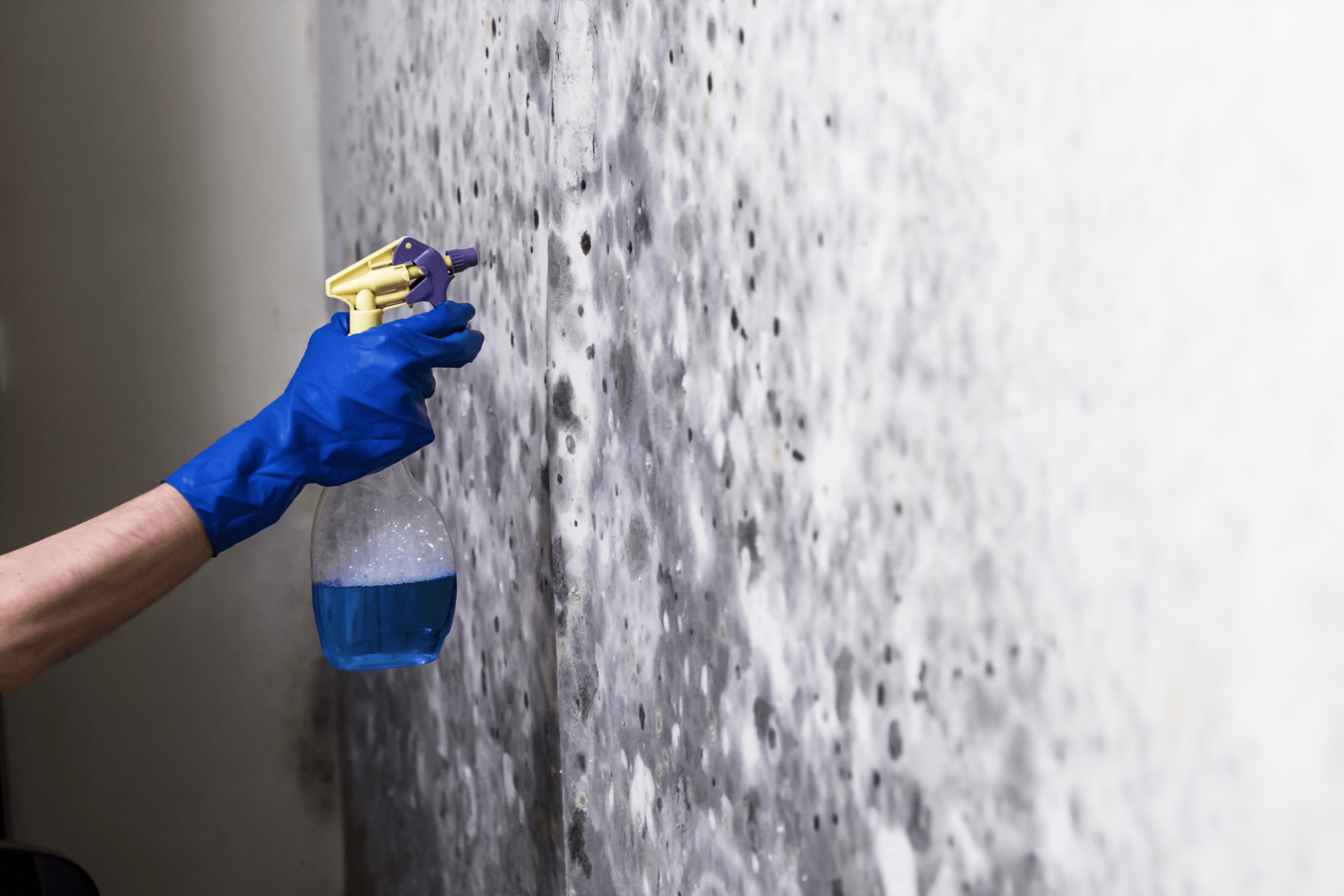 Person with spray bottle conducting mold removal. Restoration 1 of Morris County, New Jersey.
