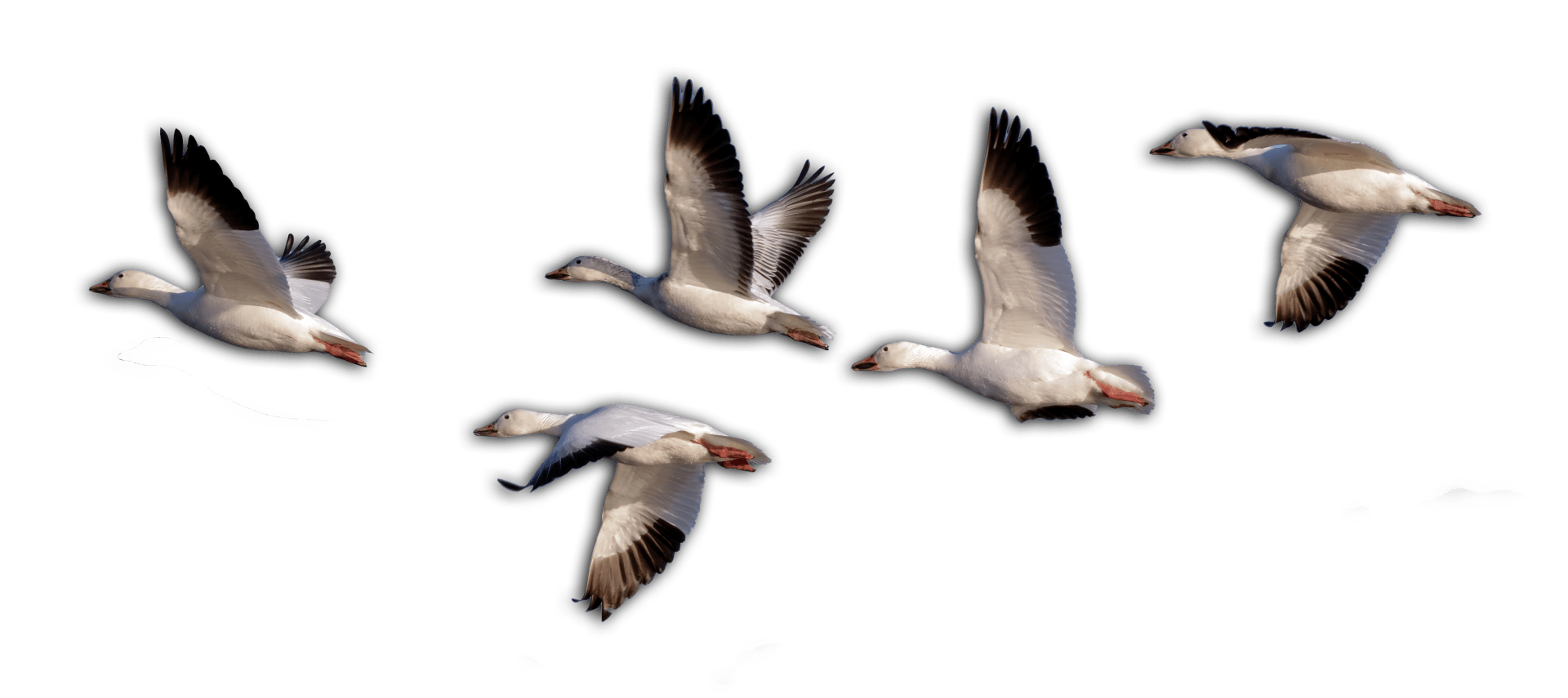 waterfowl Hunting Guide