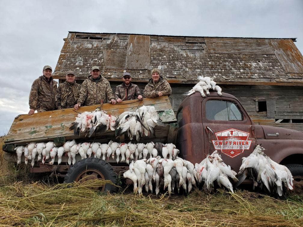 Saskatchewan Snow Goose Hunts