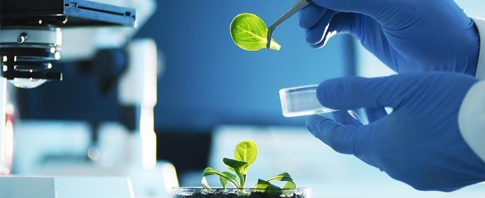 analisi degli alimenti