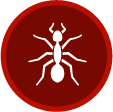 Carpenter Ants