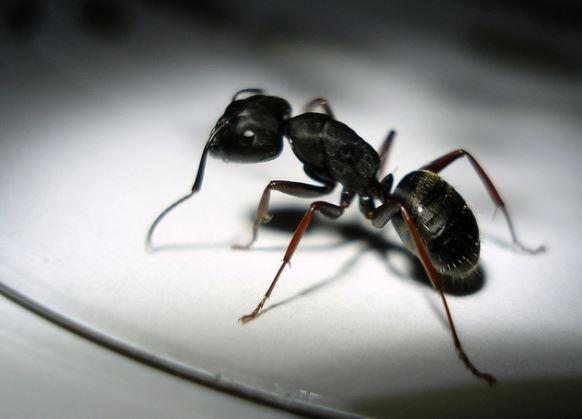 Ants — Carpenter Ant in Waterford, MI Ants — Carpenter Ant in Waterford, MI