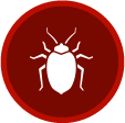 Bed Bugs