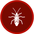 Box Elder
