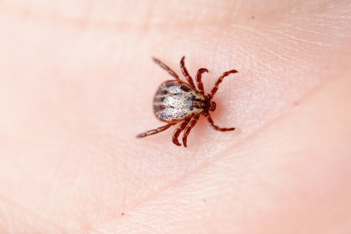 Tick — Waterford, MI — Anteater Pest Control Tick — Waterford, MI — Anteater Pest Control