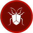 Stink Bugs