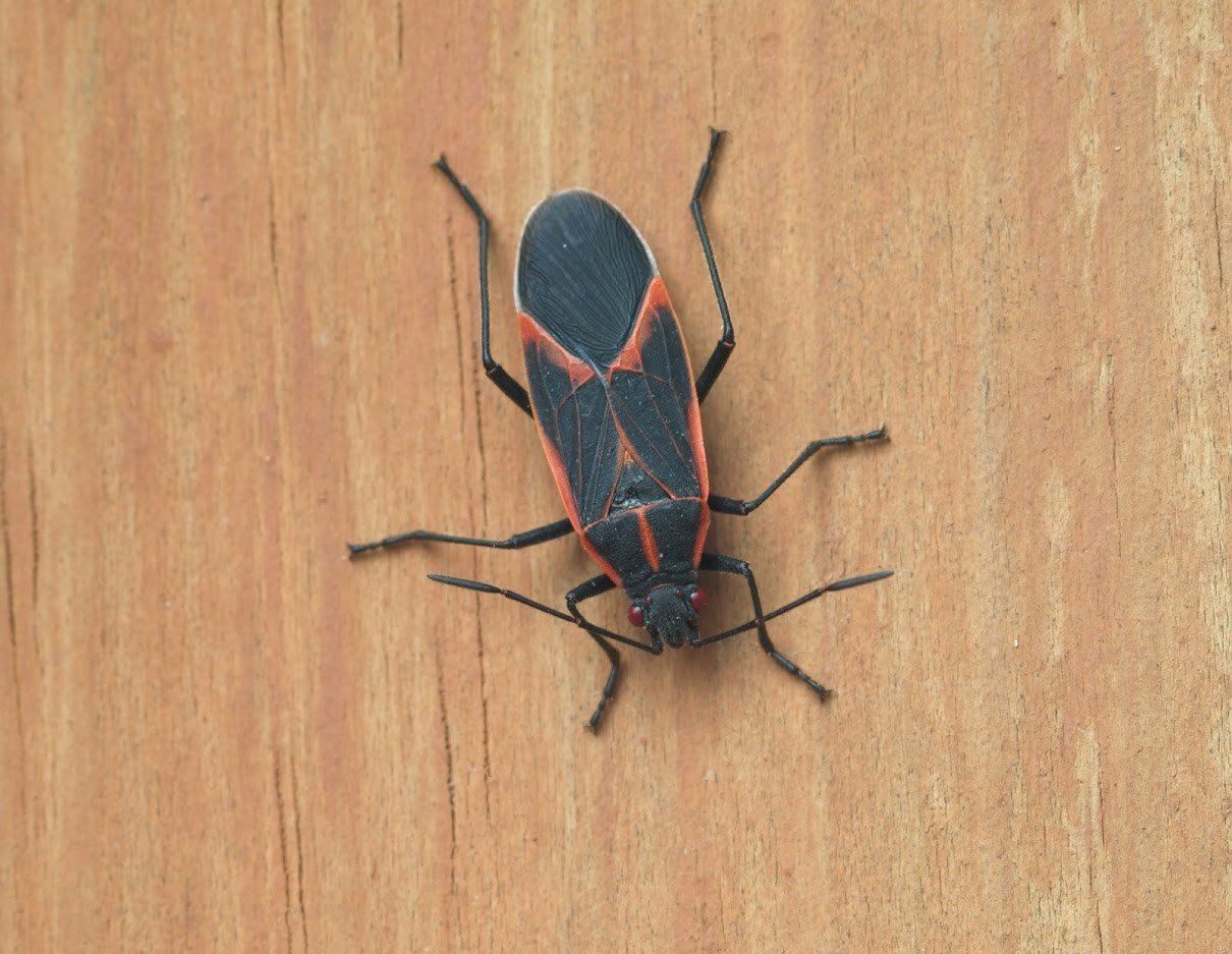 Autumn Insect Pest — Waterford, MI — Anteater Pest Control