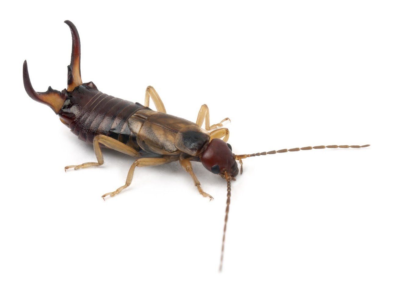 Pest Control Service — Bugs in Waterford, MI Pest Control Service — Bugs in Waterford, MI