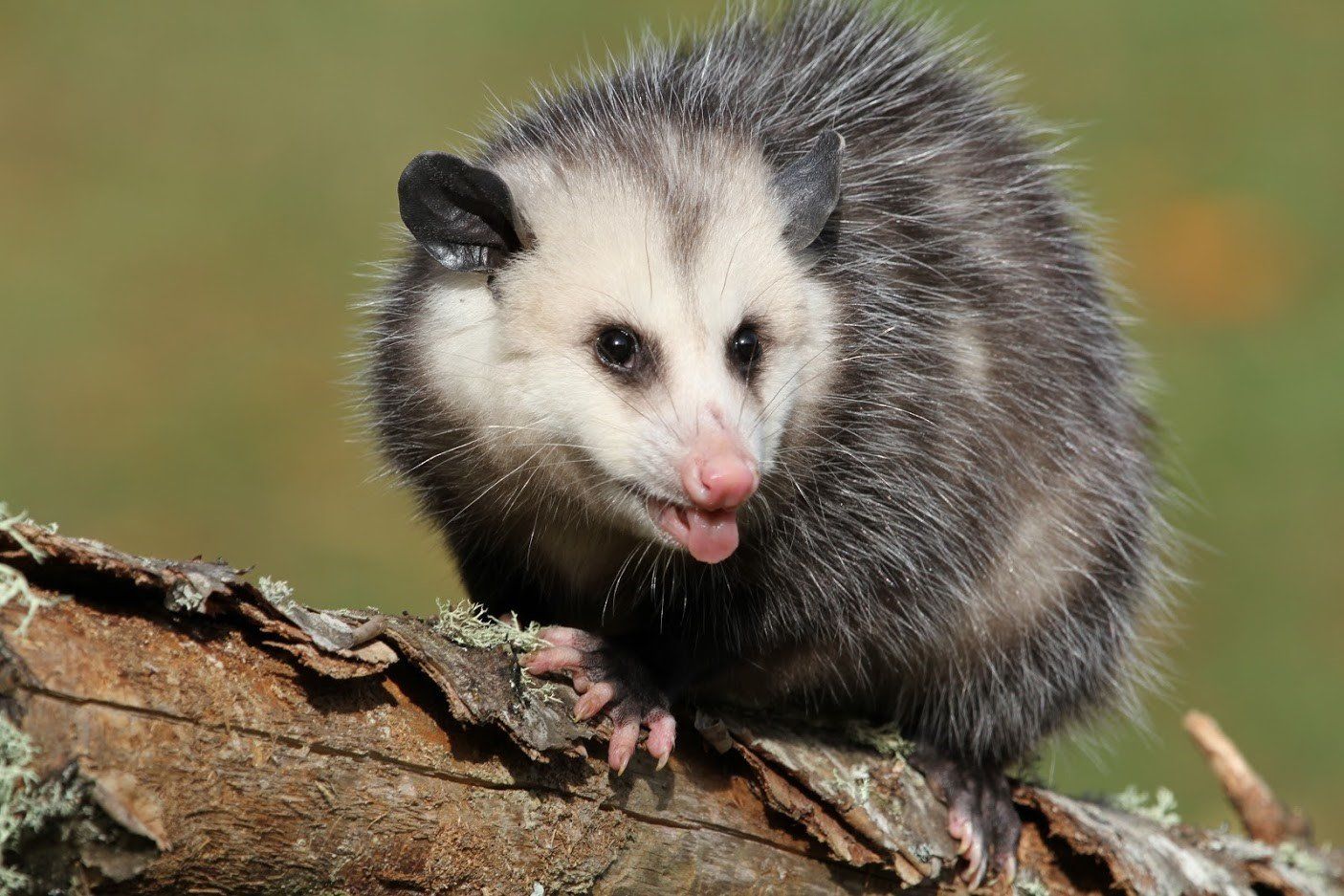Opossums — Waterford, MI — Anteater Pest Control, Inc. Opossums — Waterford, MI — Anteater Pest Control, Inc.