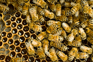Honey Bees — Beehive with Honey Bees in Waterford, MI Honey Bees — Beehive with Honey Bees in Waterford, MI