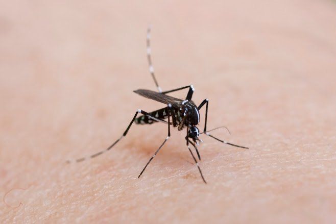 Mosquito Bite — Waterford, MI — Anteater Pest Control, Inc. Mosquito Bite — Waterford, MI — Anteater Pest Control, Inc.