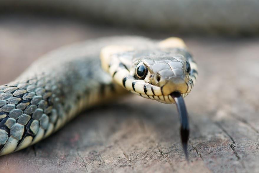Snake — Waterford, MI — Anteater Pest Control Snake — Waterford, MI — Anteater Pest Control
