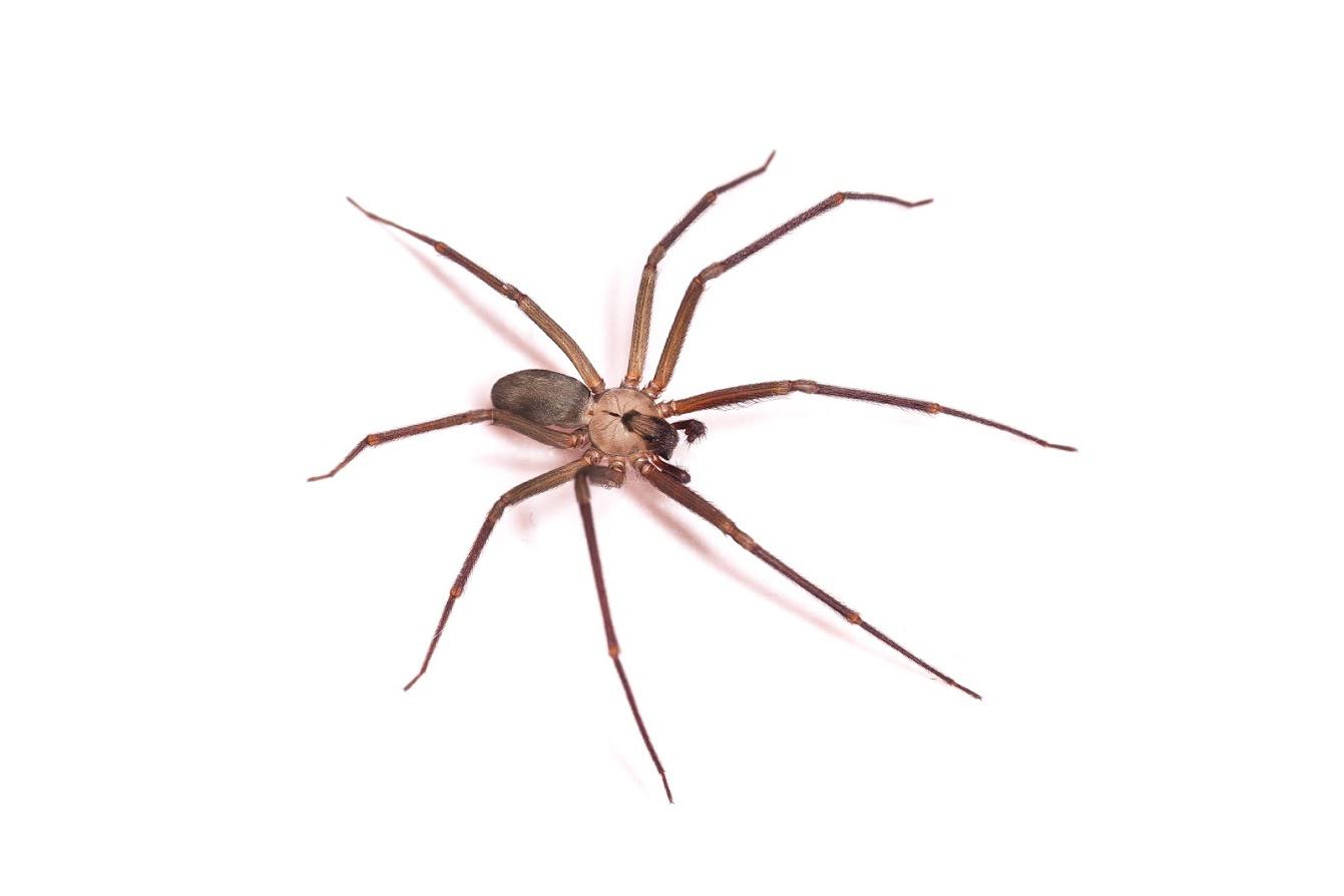 Spider — Pest Control in Waterford, MI Spider — Pest Control in Waterford, MI