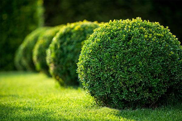 Pruning And Trimming — Beautiful Design in Asheville, NC