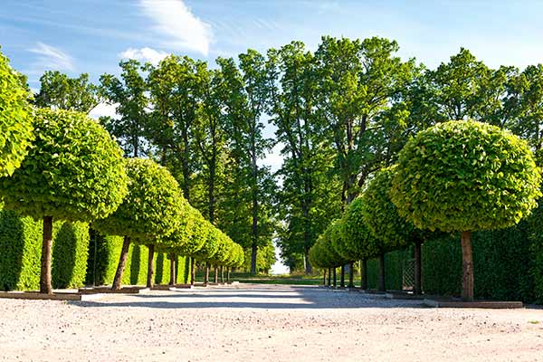 Tree Service — Beautiful Tree Designs in Asheville, NC