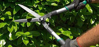 Pruning And Trimming — Trimming Hedge in Asheville, NC Pruning And Trimming — Trimming Hedge in Asheville, NC