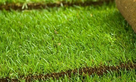 lawn