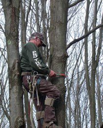 professional tree climbers professional tree climbers