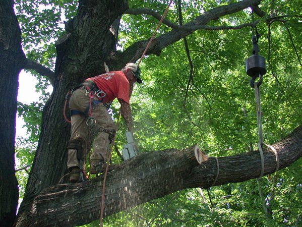 Safe Tree Removal