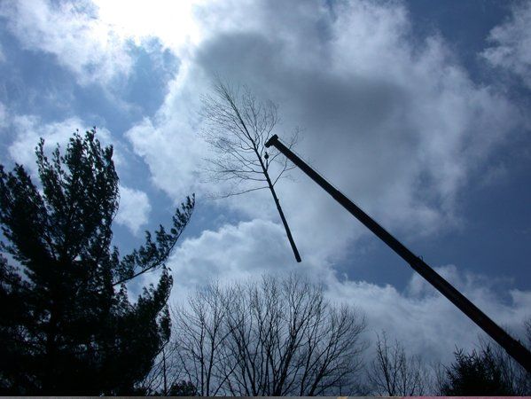 Crane Removal