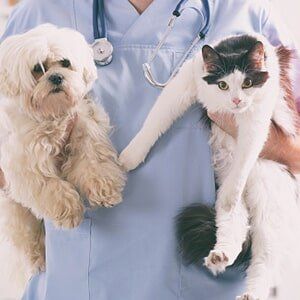 Pet Dental Care — Dog and Cat in Slidell, LA Pet Dental Care — Dog and Cat in Slidell, LA