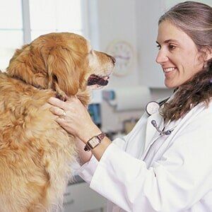 Pet Health Care — Dog and Vet in Slidell, LA Pet Health Care — Dog and Vet in Slidell, LA