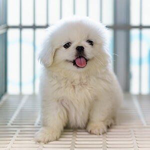 Pet Grooming — Cute White Dog in Slidell, LA Pet Grooming — Cute White Dog in Slidell, LA
