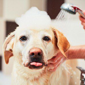 Pet Care — Kitten and Golden Retriever in Slidell, LA Pet Care — Kitten and Golden Retriever in Slidell, LA