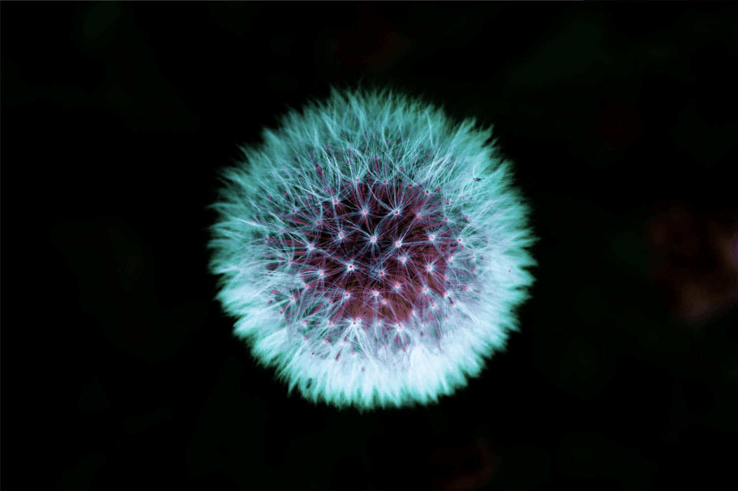 A close up of a dandelion with a purple center on a black background.