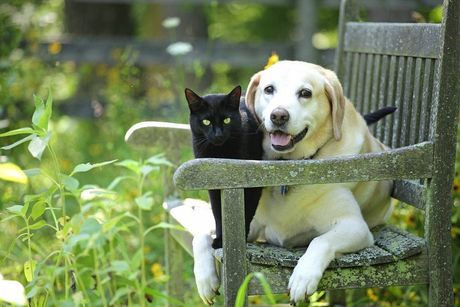 a dog and a cat