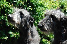 2 black dogs