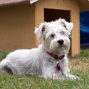Well-established boarding kennel