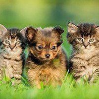 Cattery