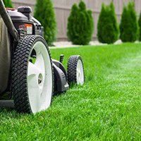 A lawn mower is cutting a lush green lawn.