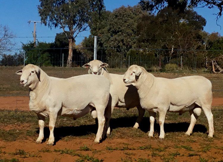 sheep