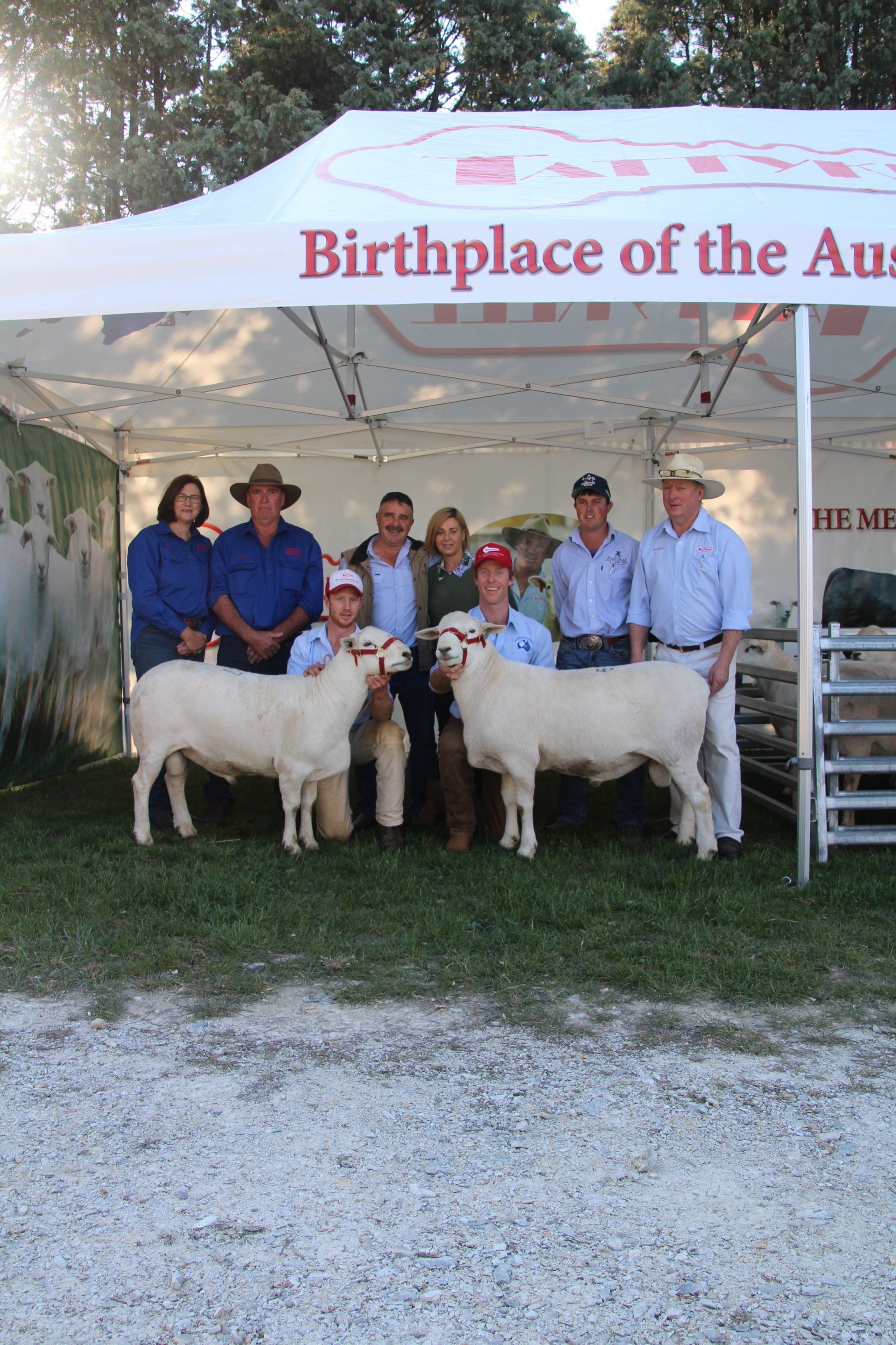 sheep and people