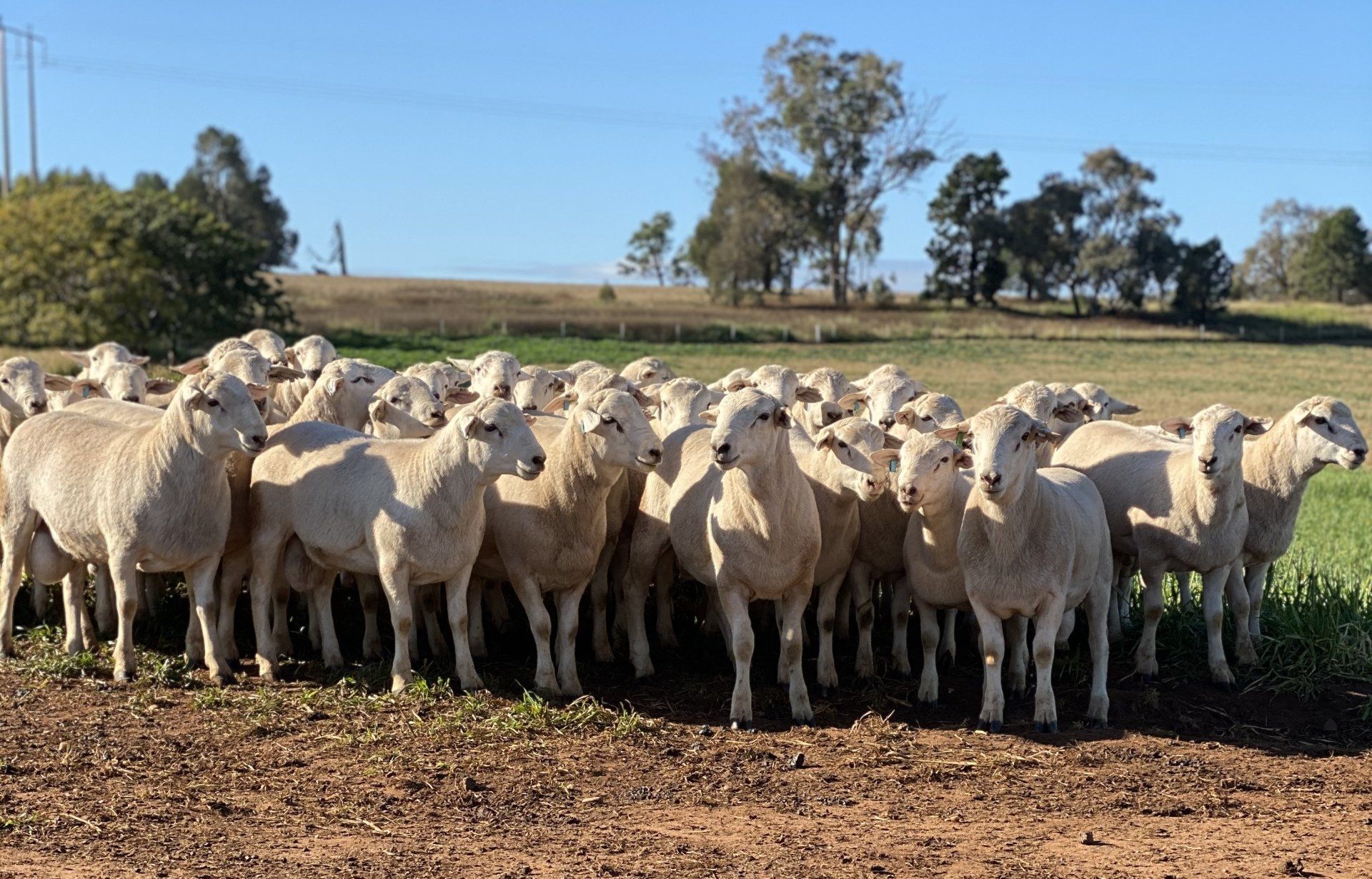 sheep