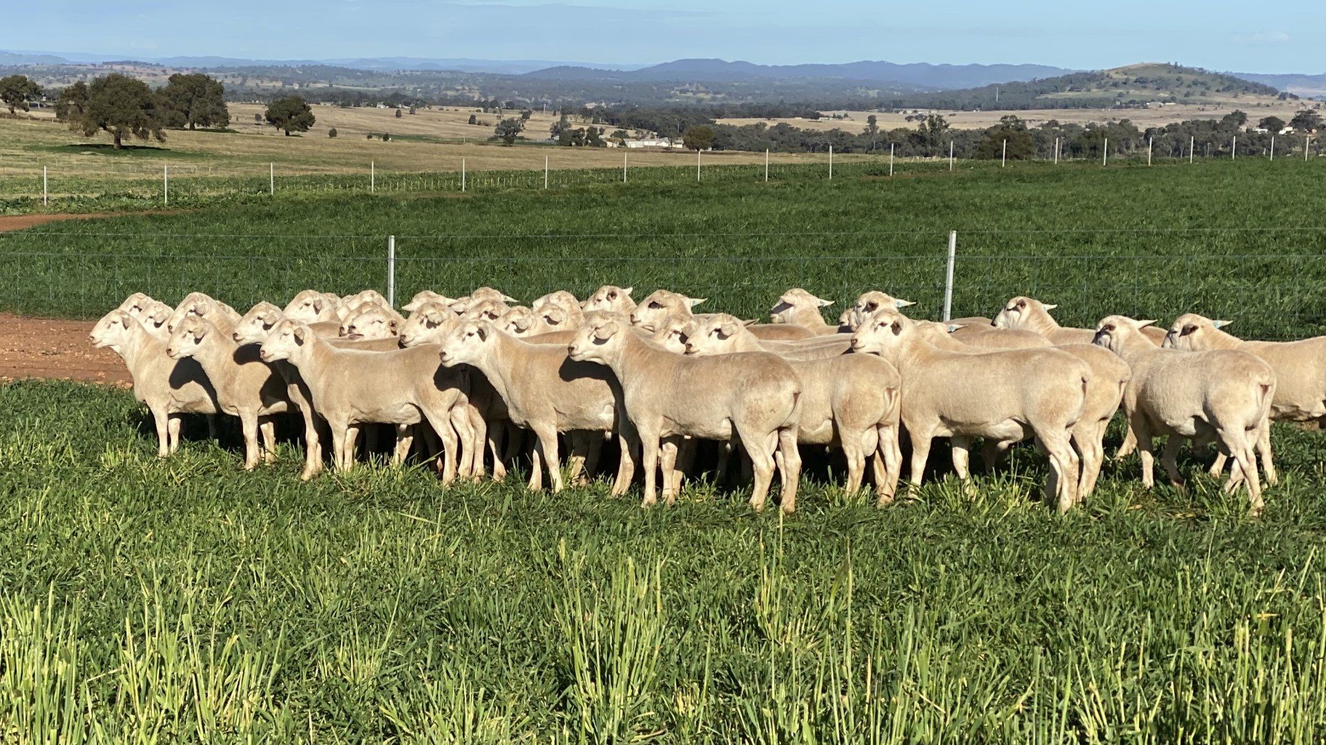 sheep