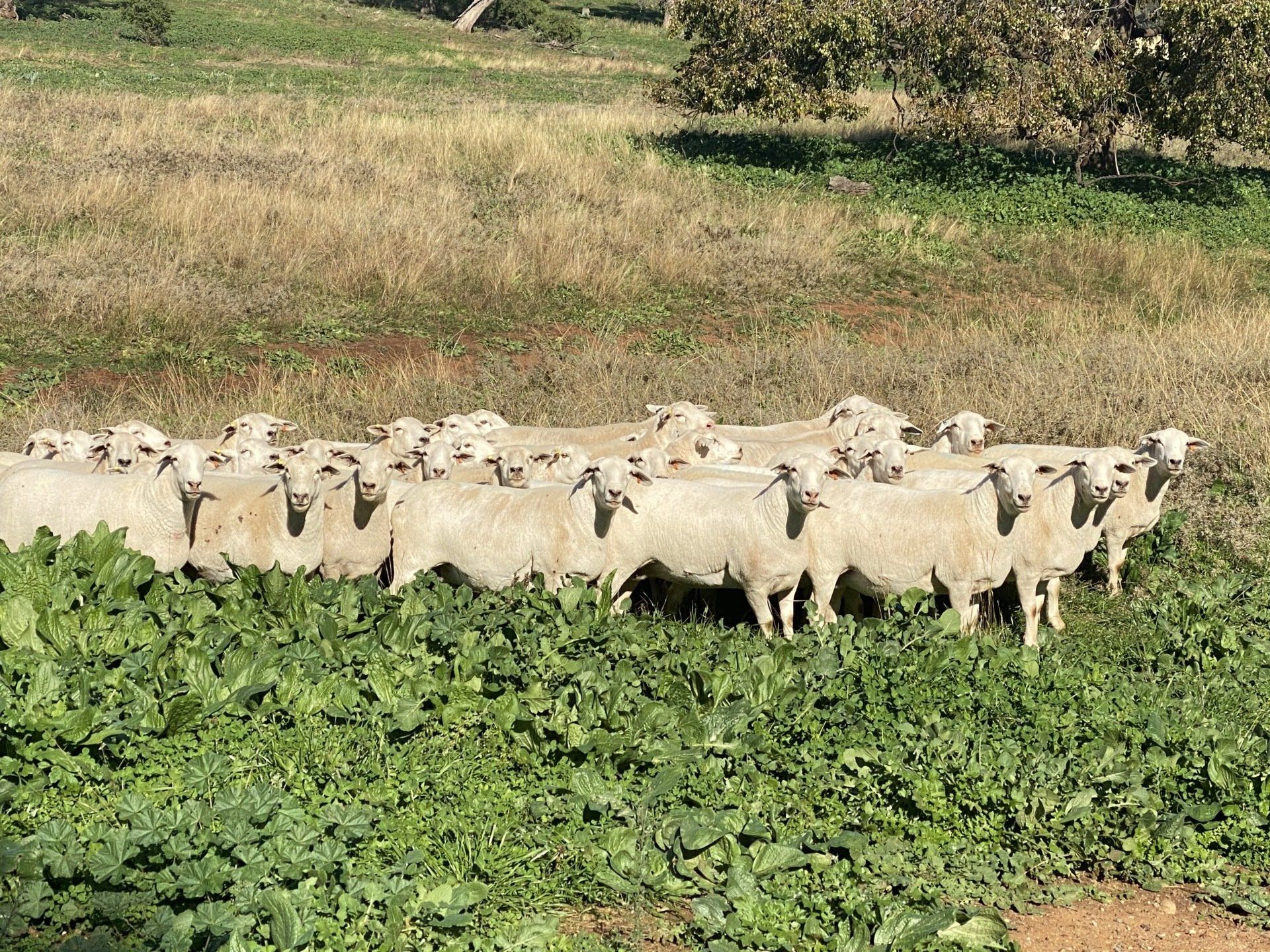 ewes