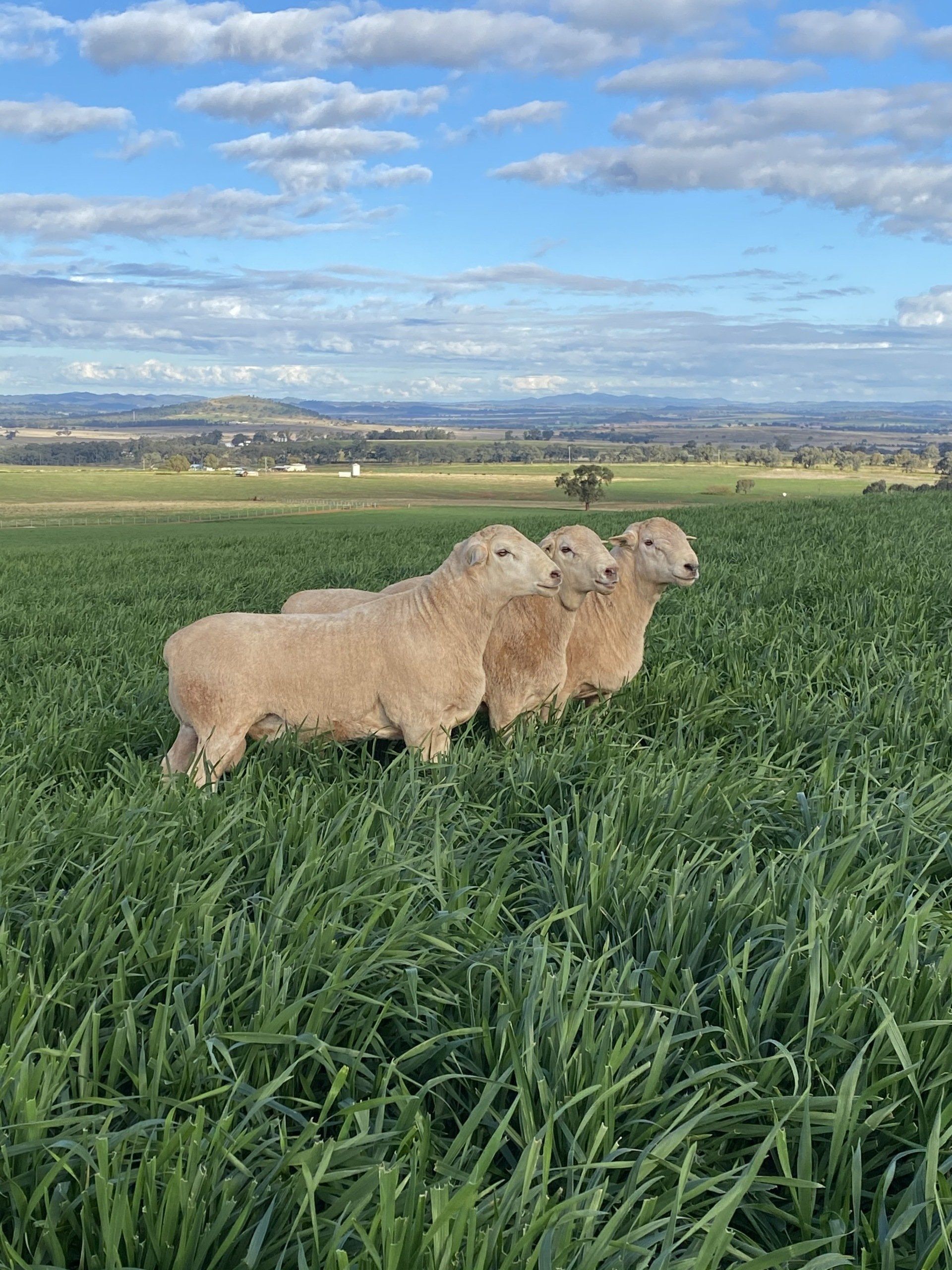 sheep