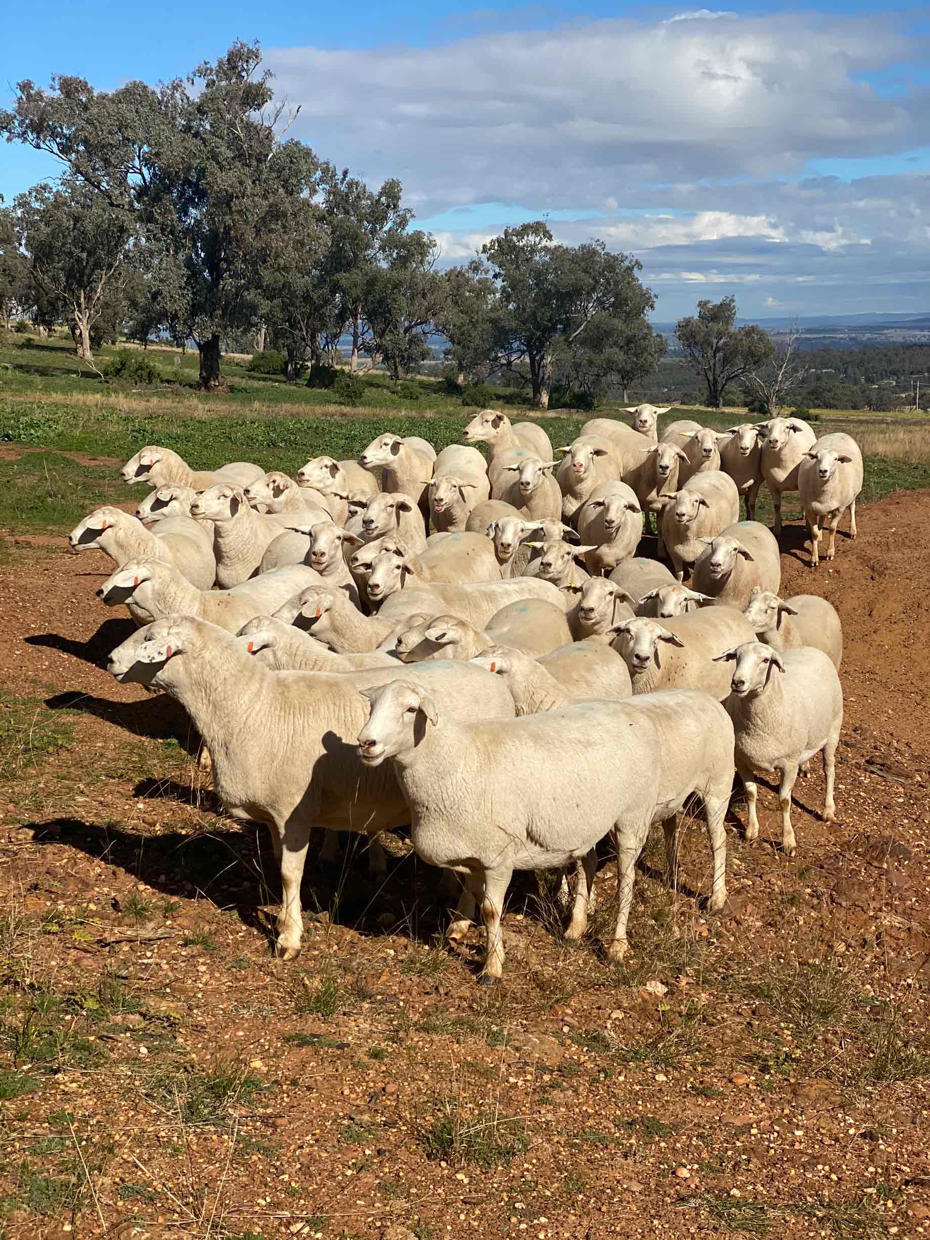 ewes