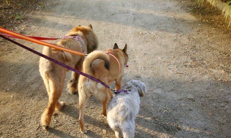 dog walking
